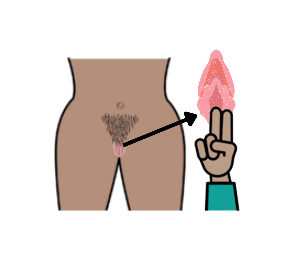 Image of a hand with two fingers raised, a vulva and the midsection of a person. The two fingers are near the entrance to the vagina. An arrow points from the person’s midsection to the hand and vulva.