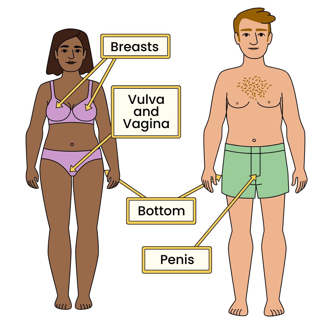 An illustration of a person with a vulva and a person with a penis with the following body parts labelled: Breasts, nipples, clitoris, vulva and vagina, penis.