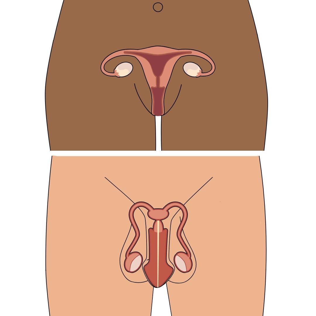 image of male and female reproductive organs