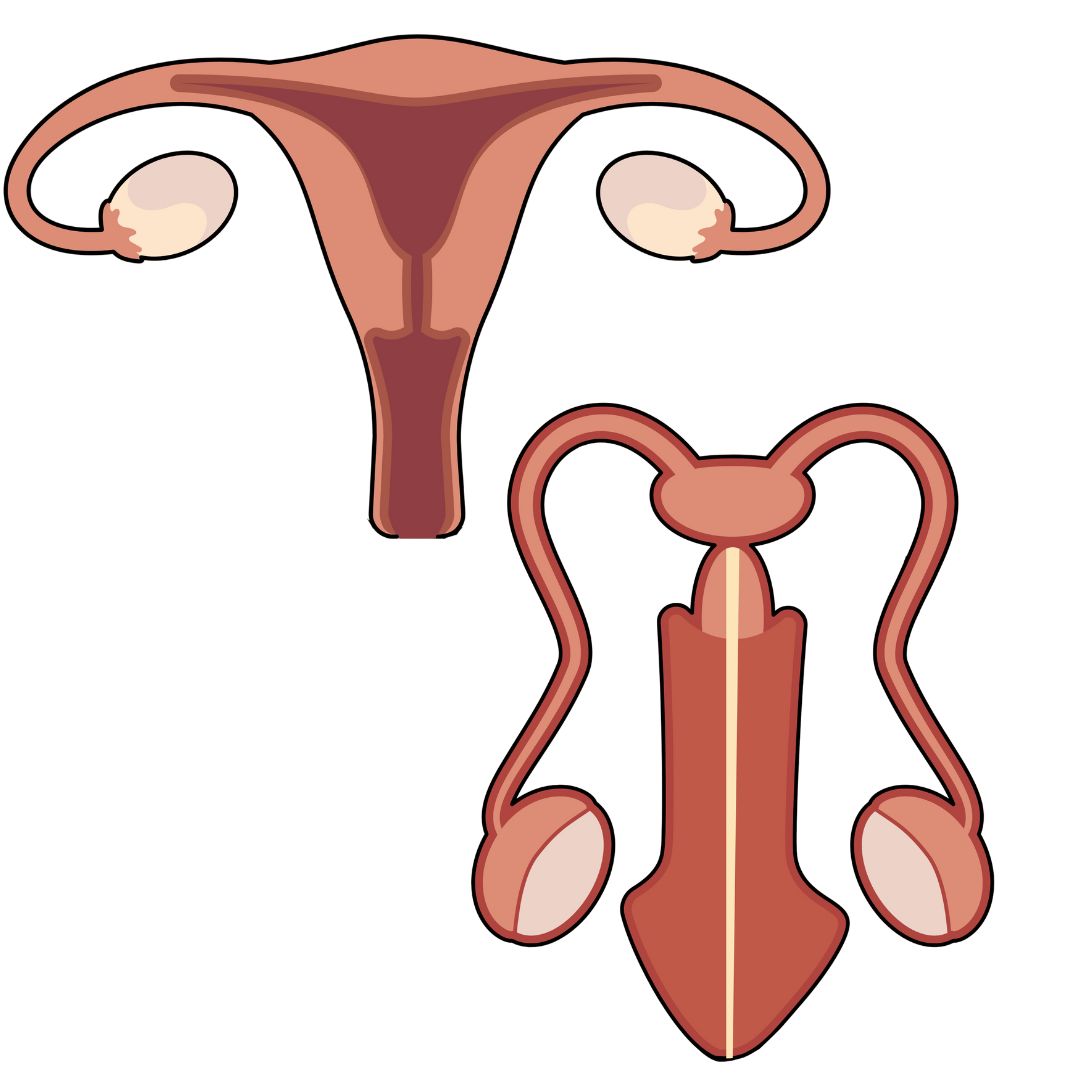 An image of a internal male and female reproductive system next to each other outside of the body